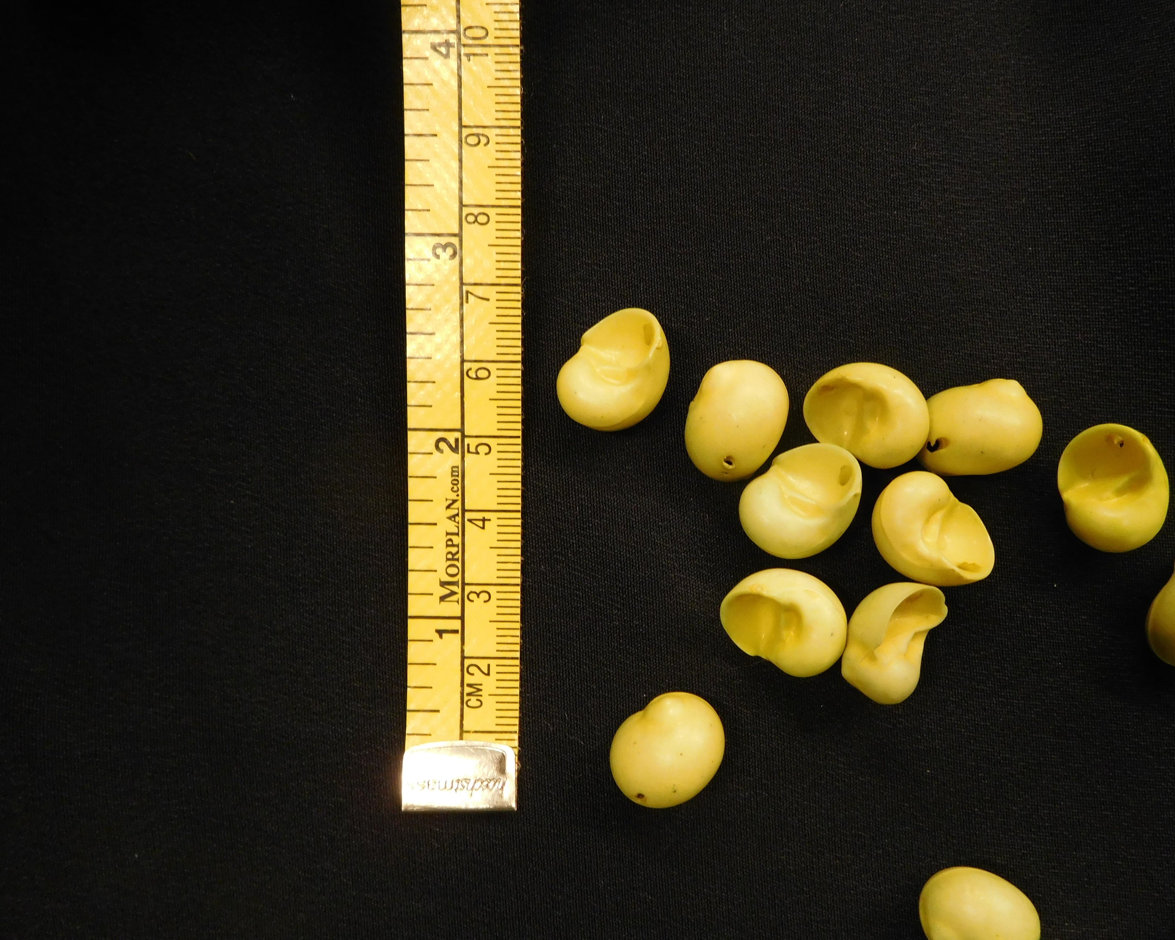 Shell-Shaped Buttons, Yellow, Bag of 12