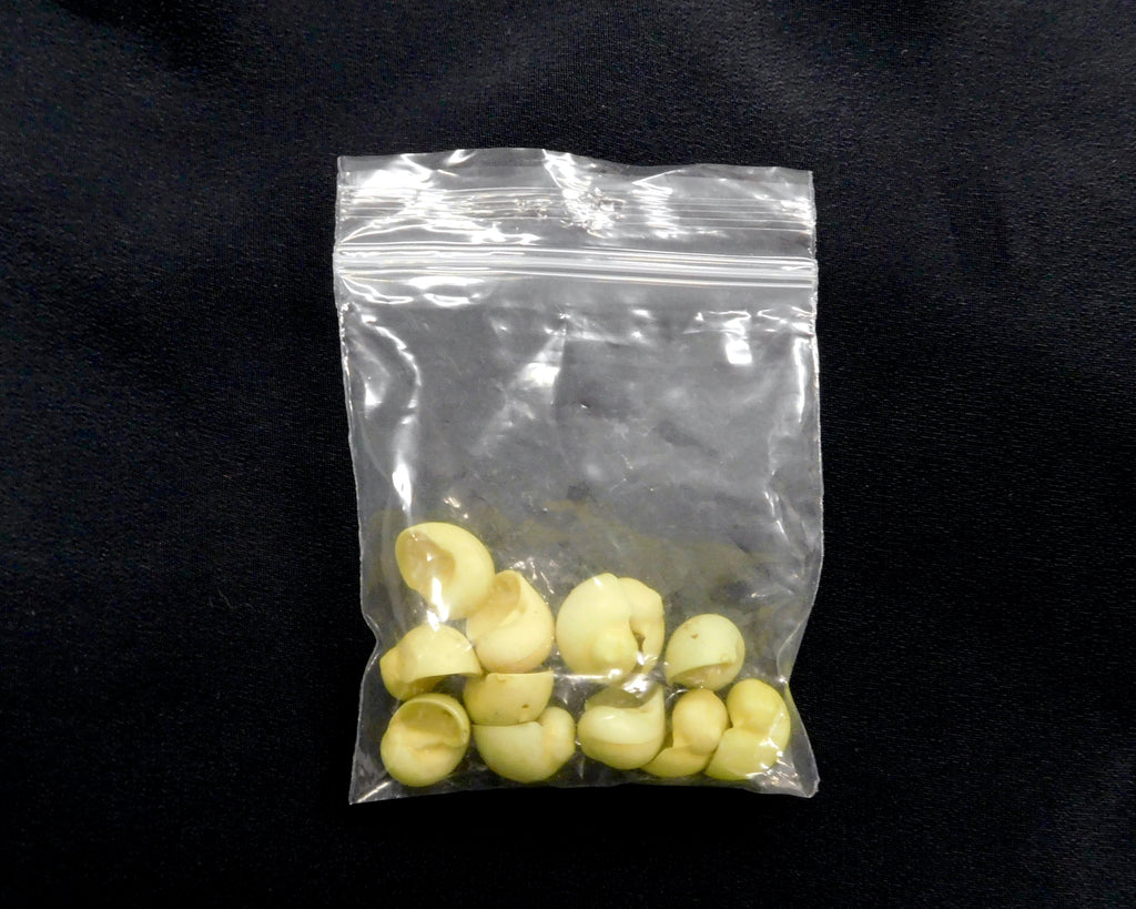 Shell-Shaped Buttons, Yellow, Bag of 12